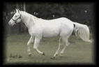 12330773.gif